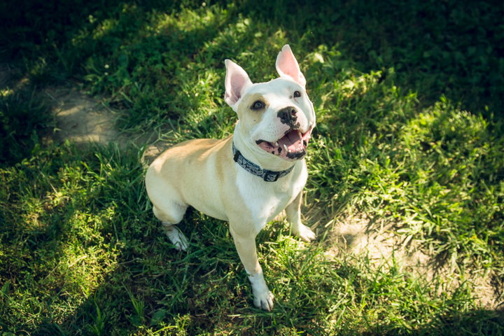 FACE-dogs-072615-8.jpg