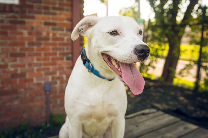 FACE-dogs-072615-12.jpg