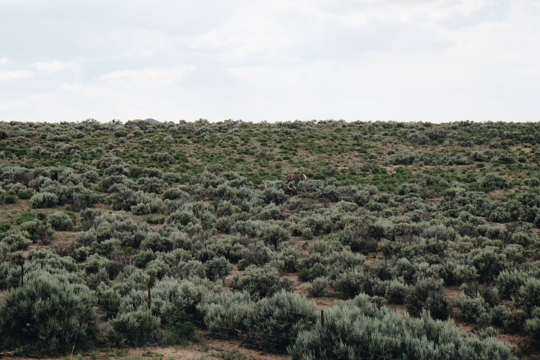 Rio Grande Gorge State Park