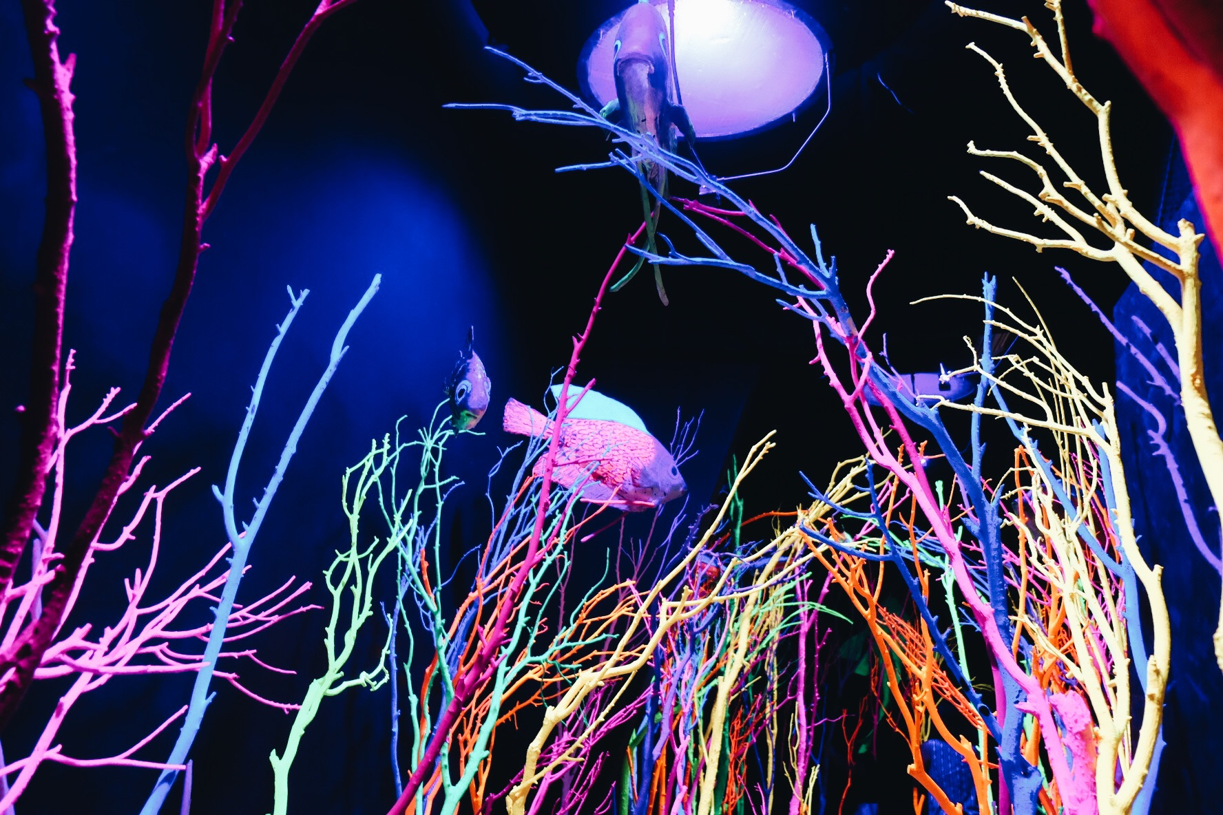 Meow Wolf