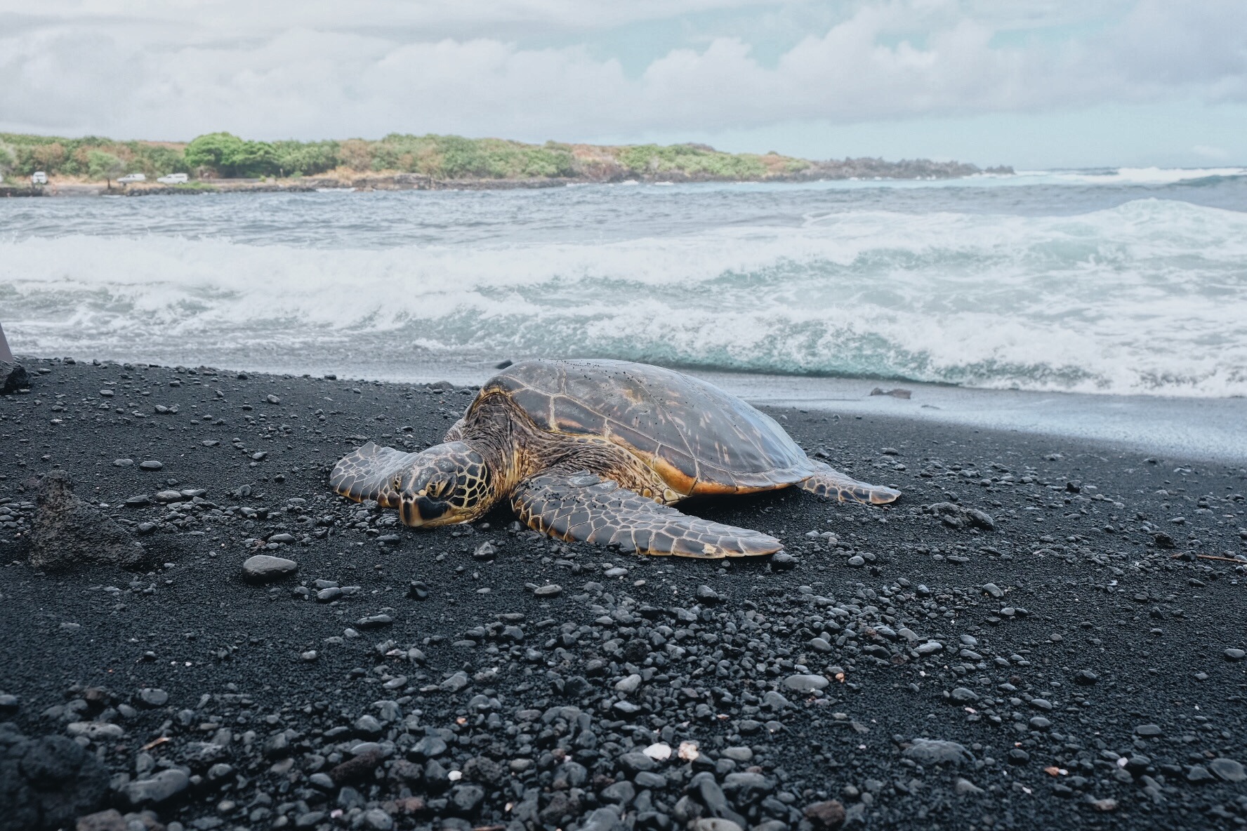 Punalu'u Black Sand Beach
