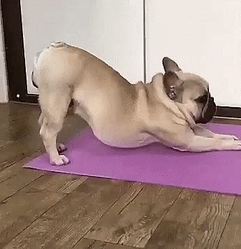 giphy-2.gif