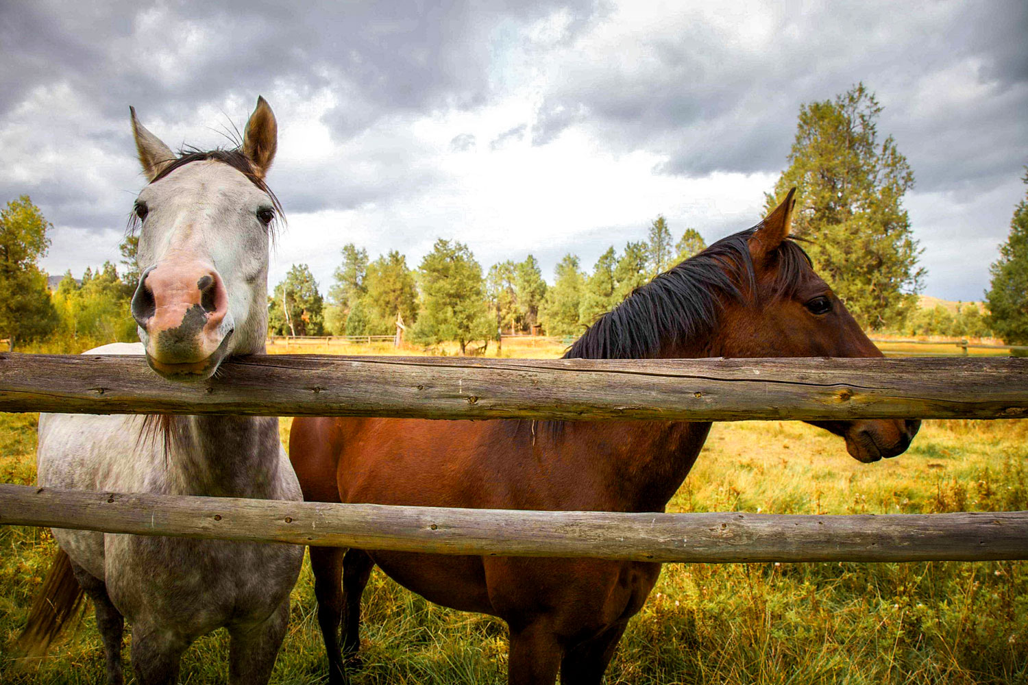 Horseback Riding