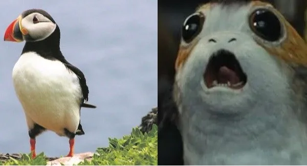 puffinporg_large.jpg