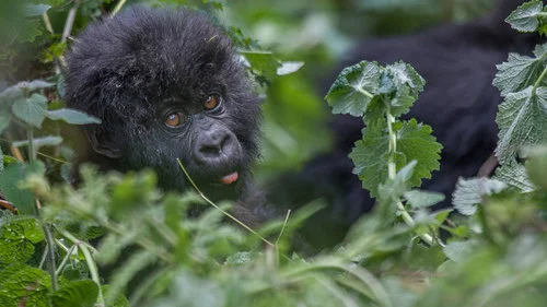 Day 3 Today choose from one of the optional activities: - Go for a second gorilla trek (additional permits required) - Trek to the grave of pioneer primatologist Dian Fossey and visit the gorilla cemetery, the final resting place of her favorite gorilla, Digit, and many other gorillas. - Visit Lake Kivu, location of the finest inland beaches in Africa. - Take a guided walk to Lake Bulera, to experience village life. - Tour the former Imbabazi Orphanage and beautiful English cottage gardens.
