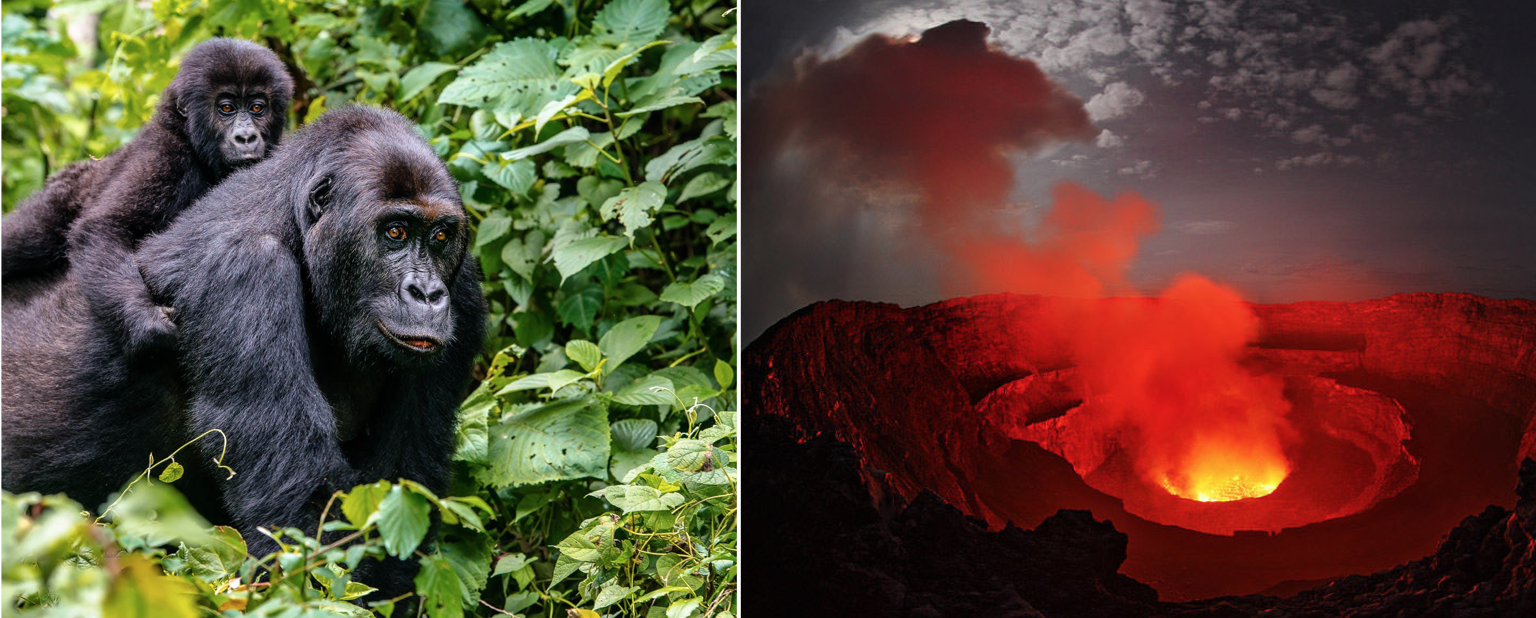 Trip Extension: Gorilla and Volcano Trek Extension $3,950/person sharing