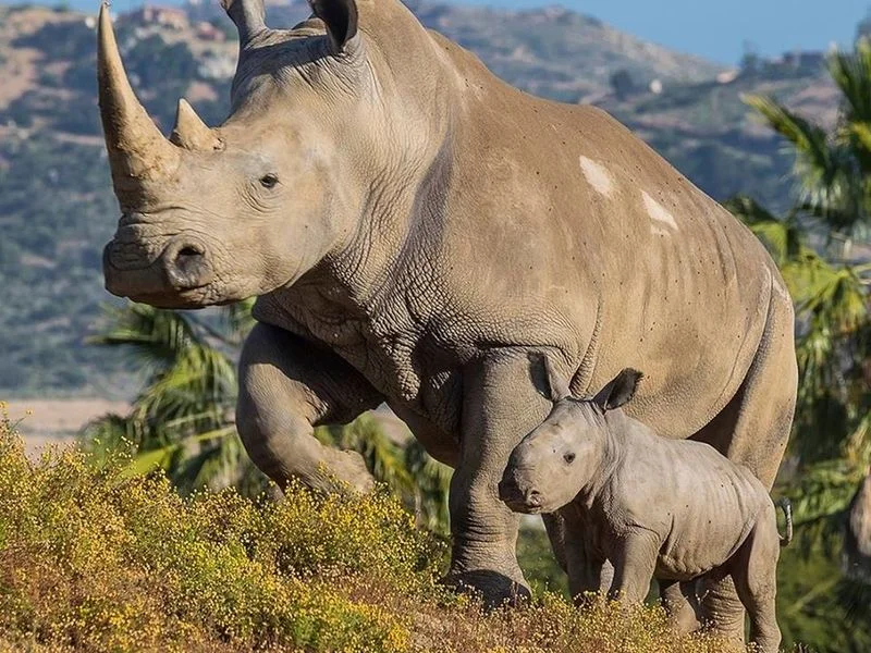 Rhino Project Extension