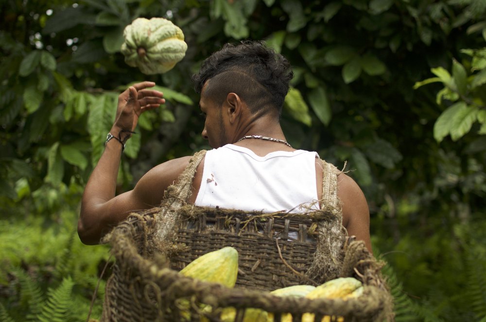 A member of the Peace Community collects cacao pods for processing into beans for export. Photo credit: Pablo Mejía Trujillo