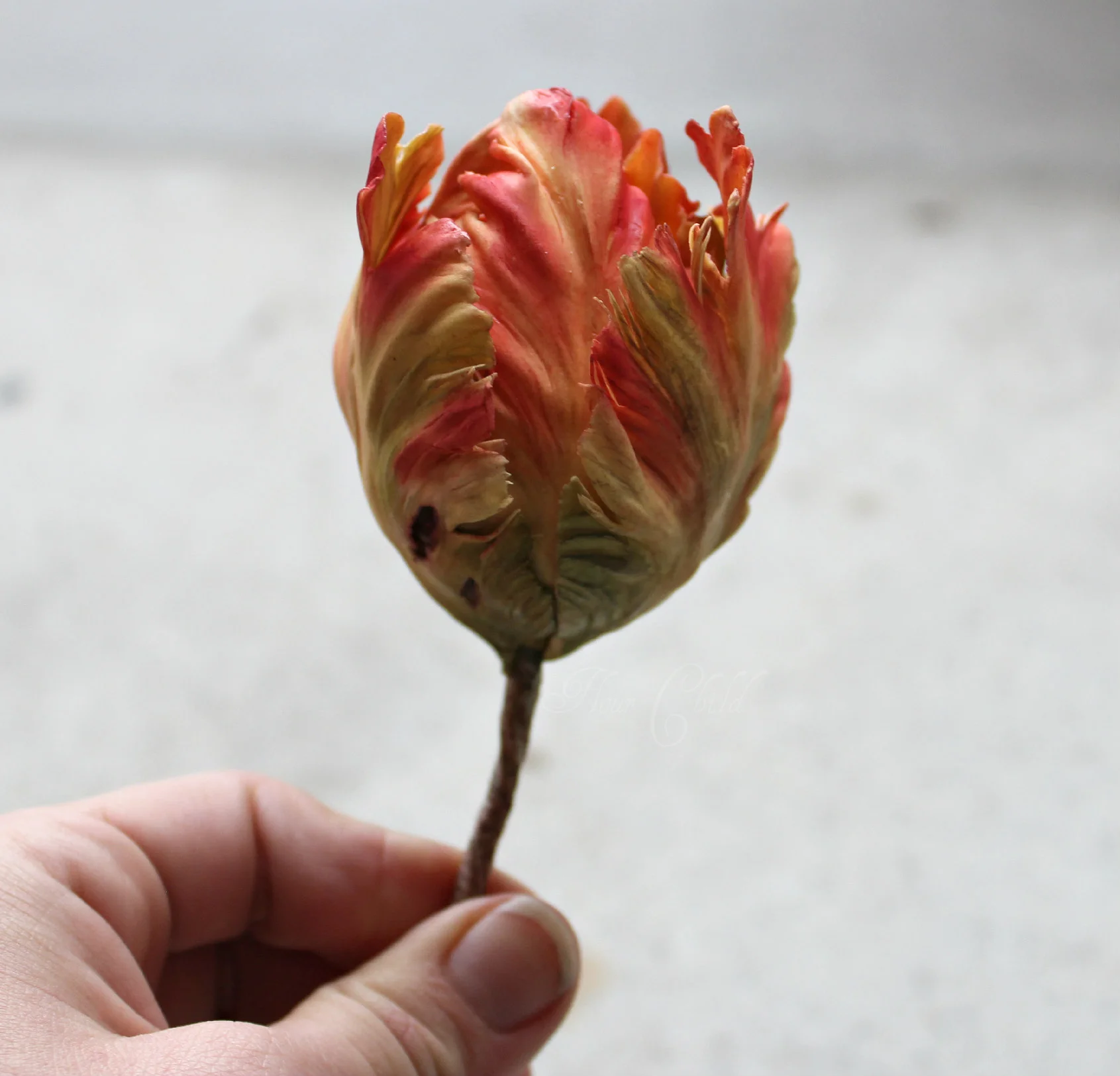Gumpaste Parrot Tulip.jpg