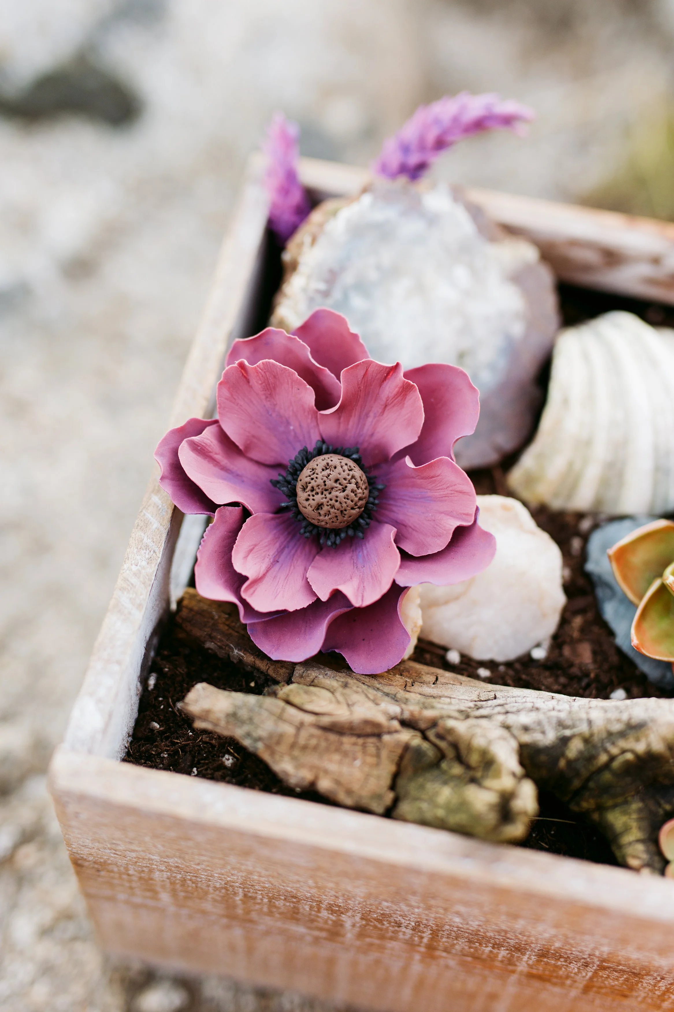 Purple Anemone.jpg