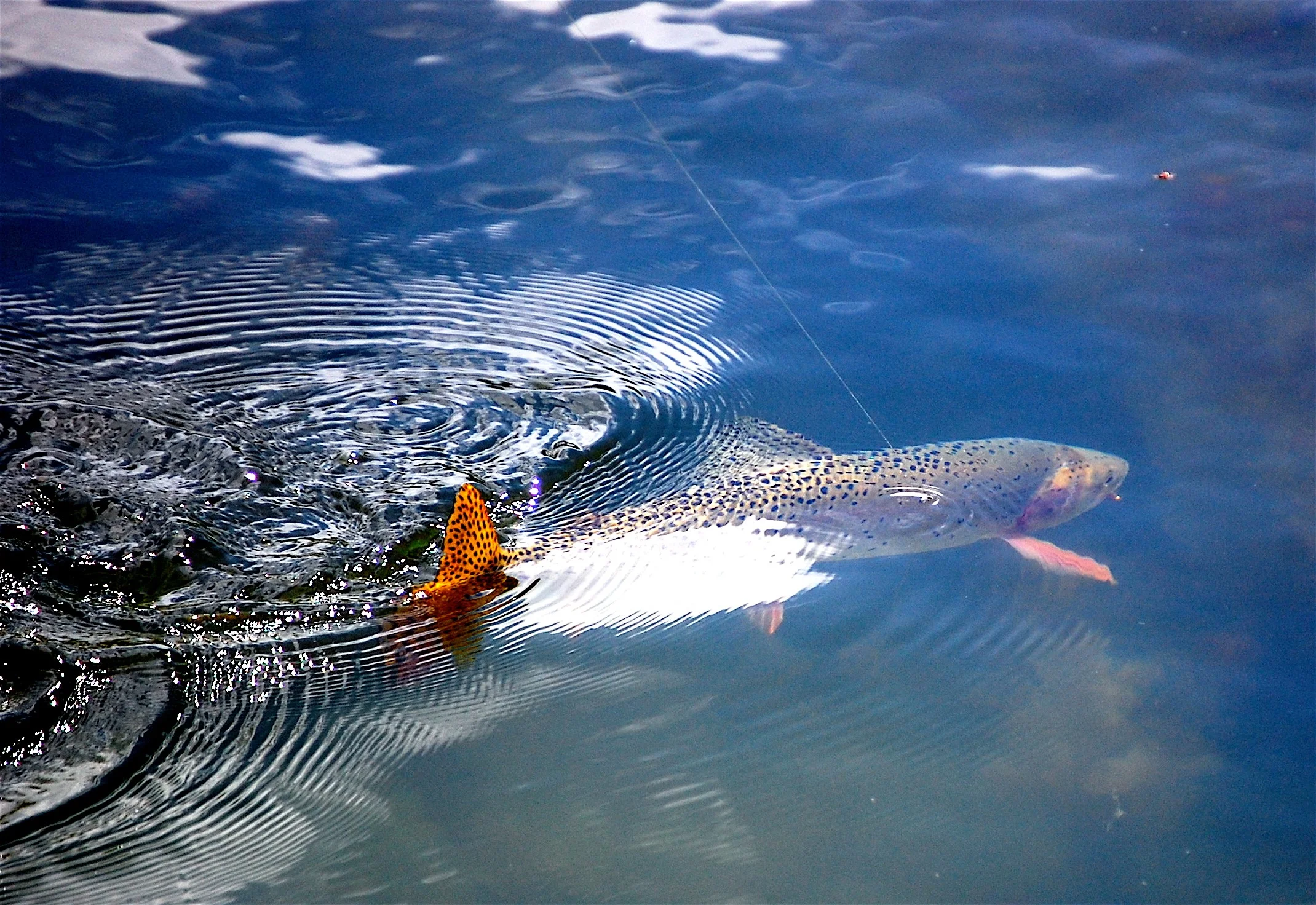 DSC_0496_2.jpg
