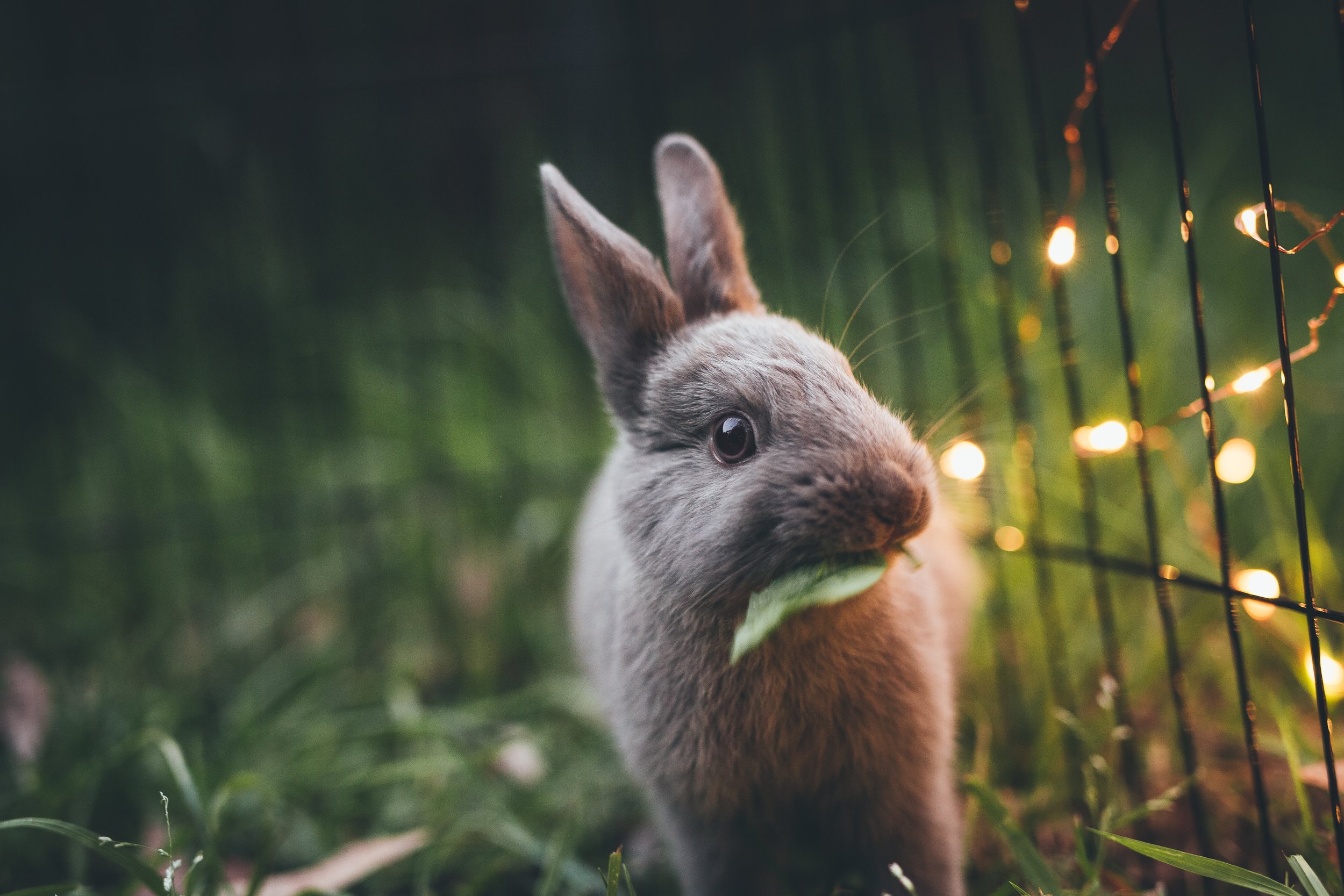 bunny.jpg