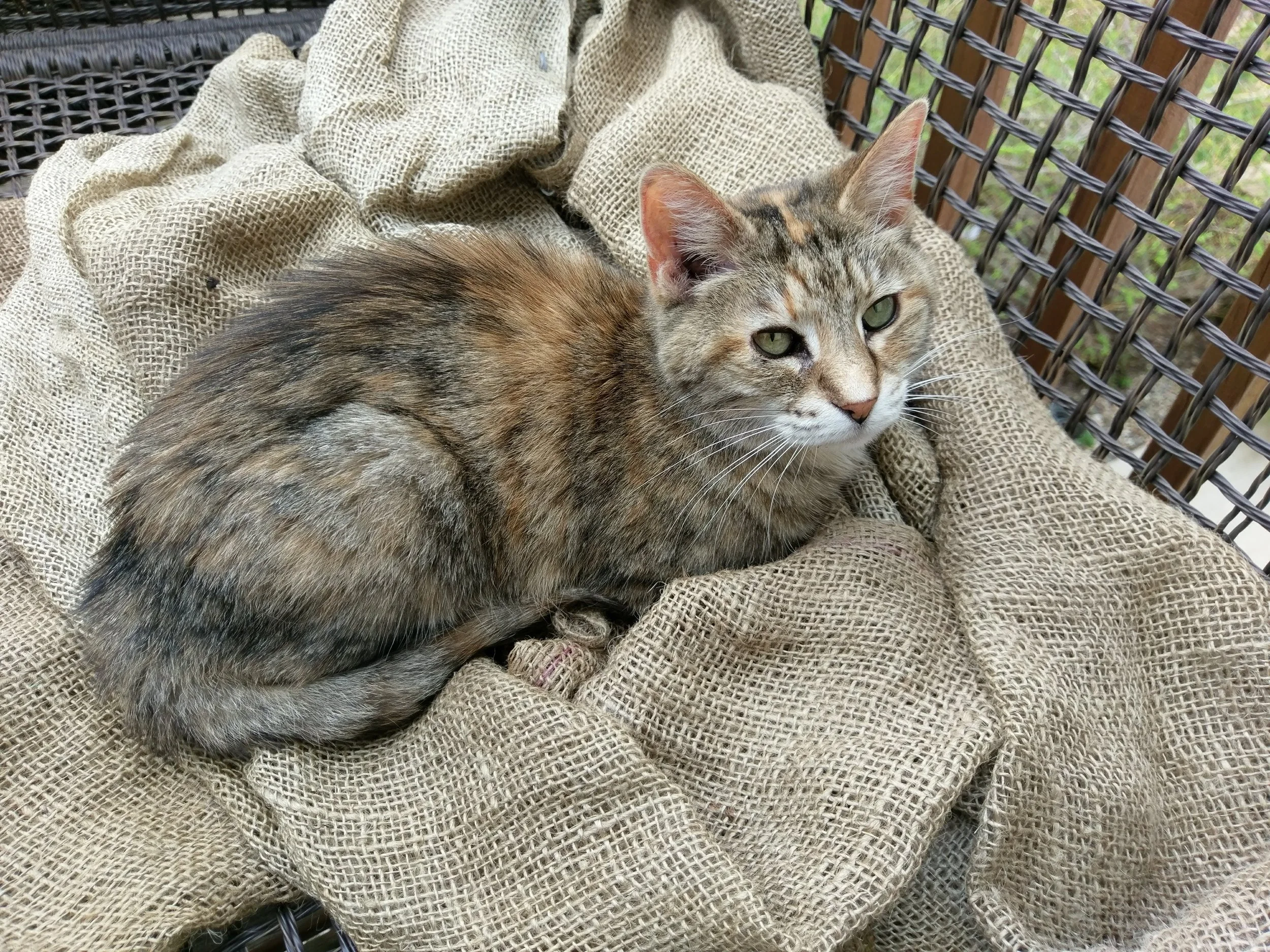 Custom Traditional Puzzle