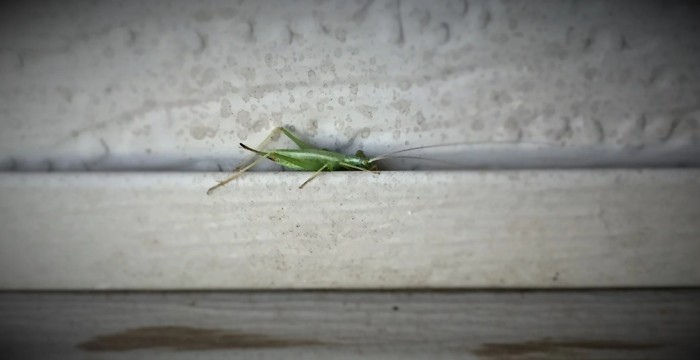grasshopper1.jpg