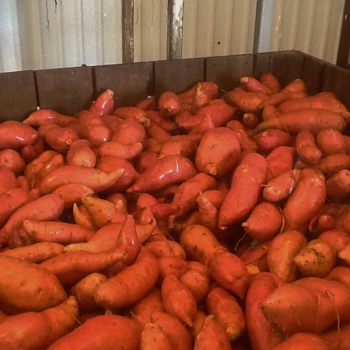 Fresh market sweet potatoes dug at Sandy Ridge Farms in Vardaman, MS.