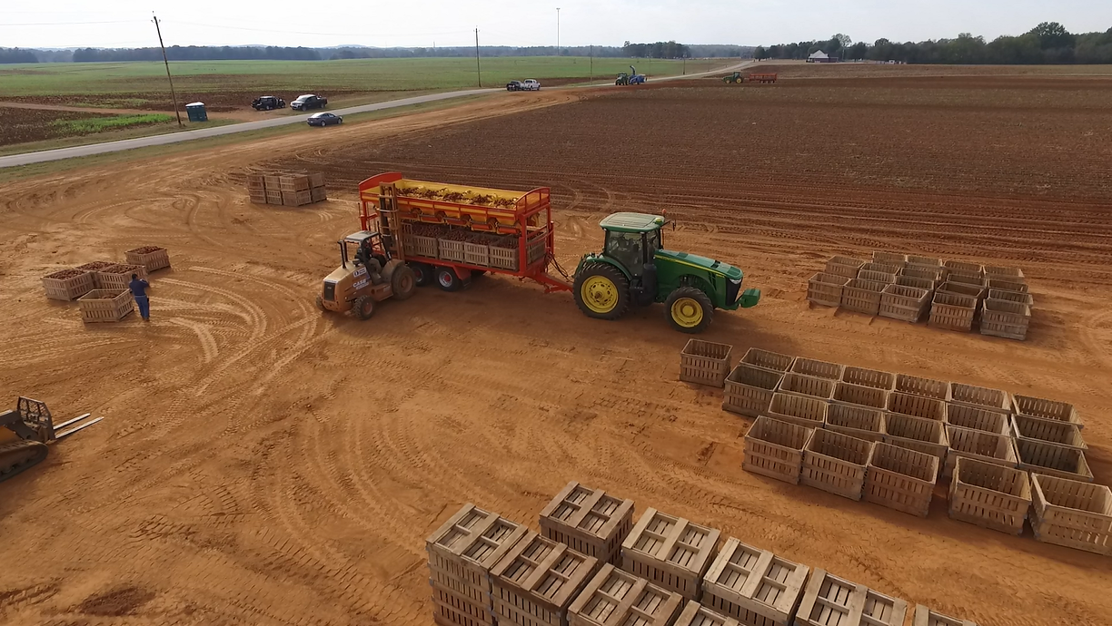 Unloading a Guardian Box Filler trailer at Bragg Farms in October 2016.