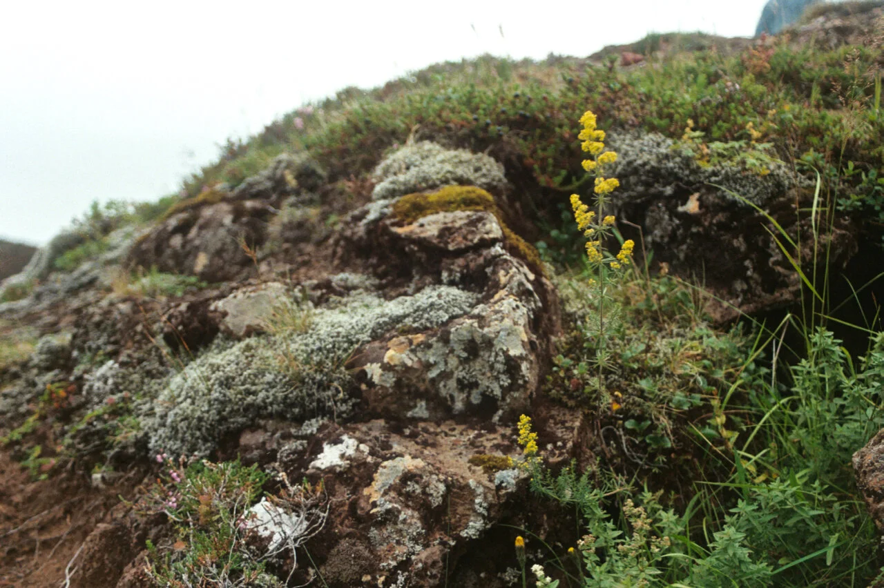 geysir - 1.jpg