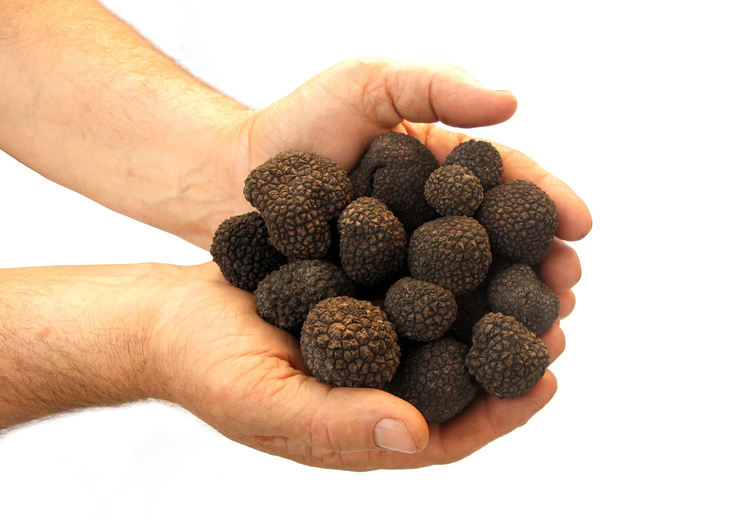 black-tuffles-in-hand.jpg