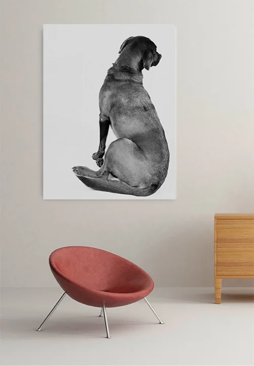 petscover.jpg