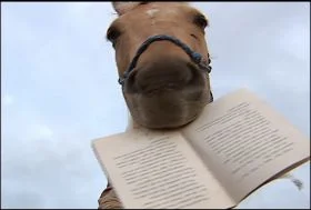 Horse reading.jpg