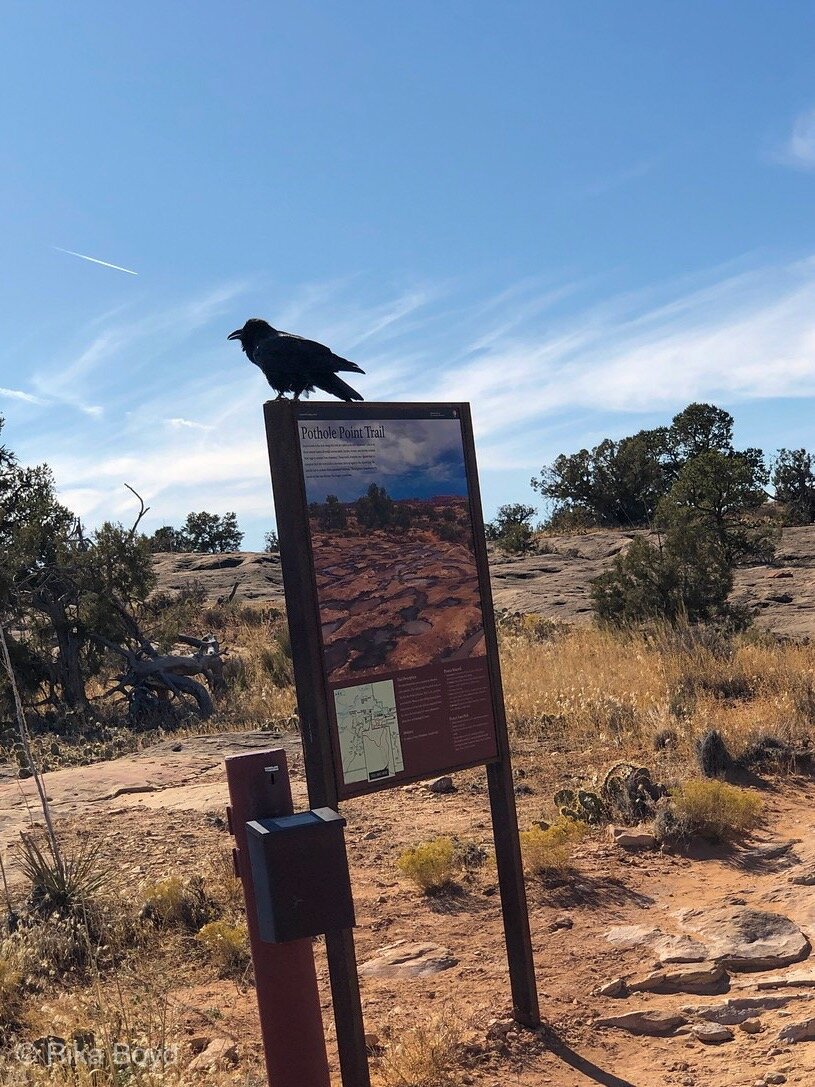 The Raven That Was Chasing Me!