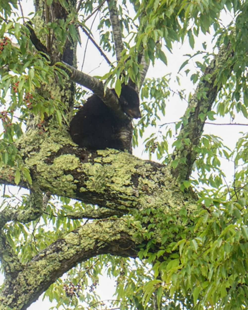 Sleeping bear cub up in a tree in cades cove.