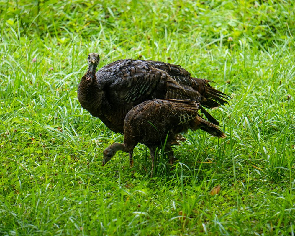 Mom and baby turkey in cades cove.