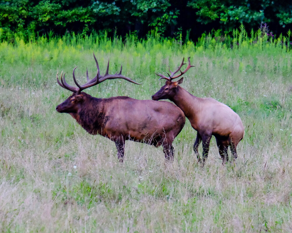 Elk father and son in the meadow by the Oconaluftee Visitor Center