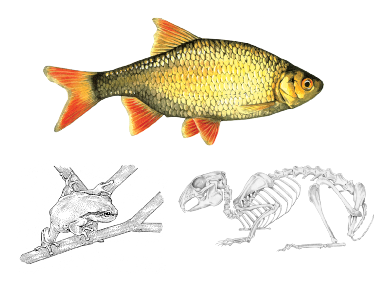 Illustration