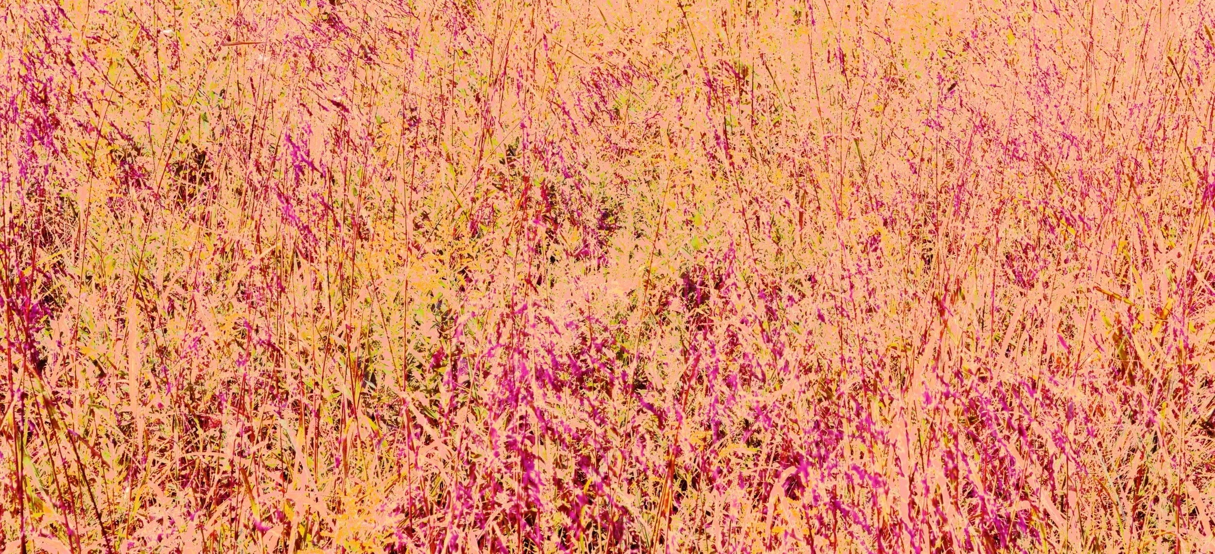 IMG_0368.jpg