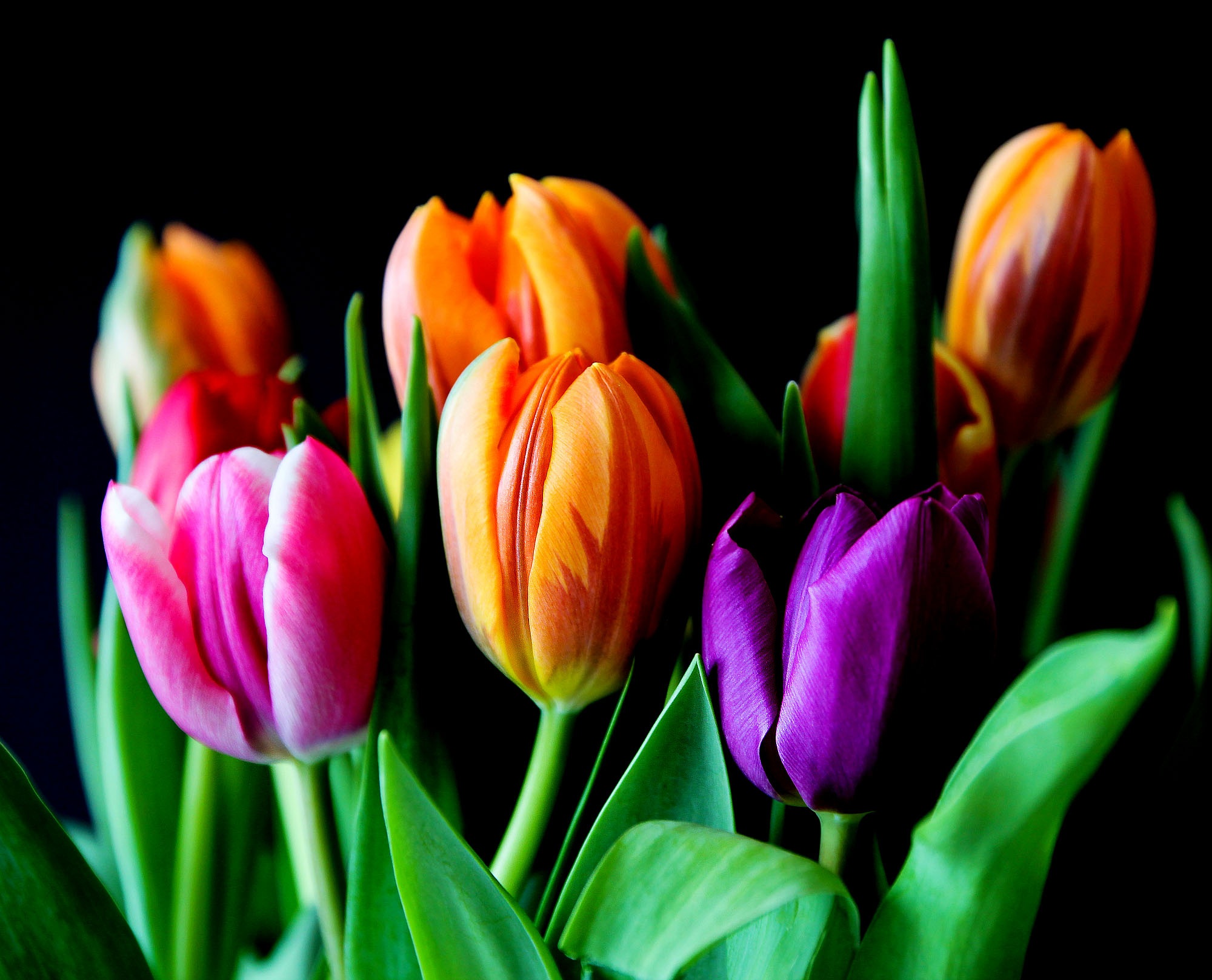 flowers-tulips-bouquet-cut-flowers-52508.jpeg