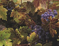 Stag's Leap Winery.jpg