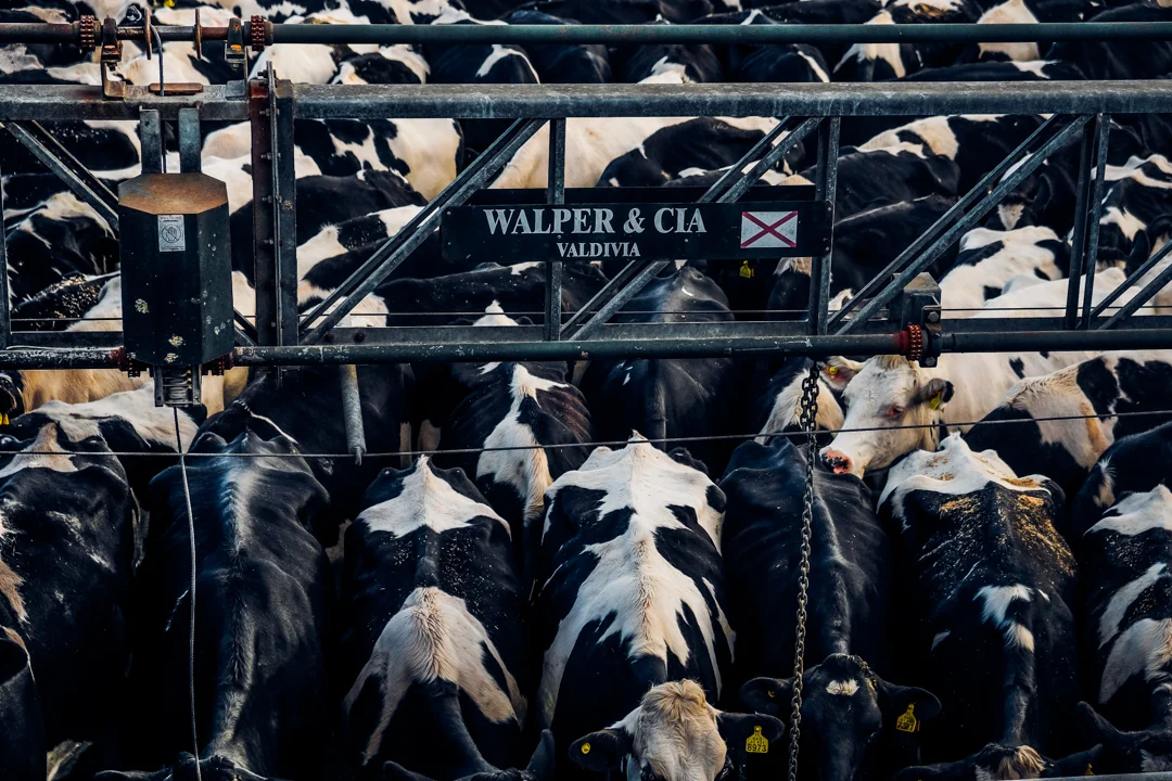 Cows confined in a dairy farm with metal fencing and a sign reading 'WALPER & CIA VALDIVIA'.