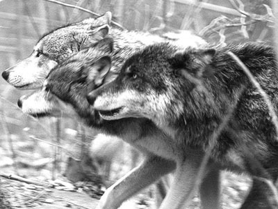 Wolf-Pack-wolves-6426149-400-300.jpg