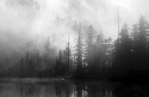 beautiful-black-and-white-cute-fog-forest-Favim.com-420798.jpg