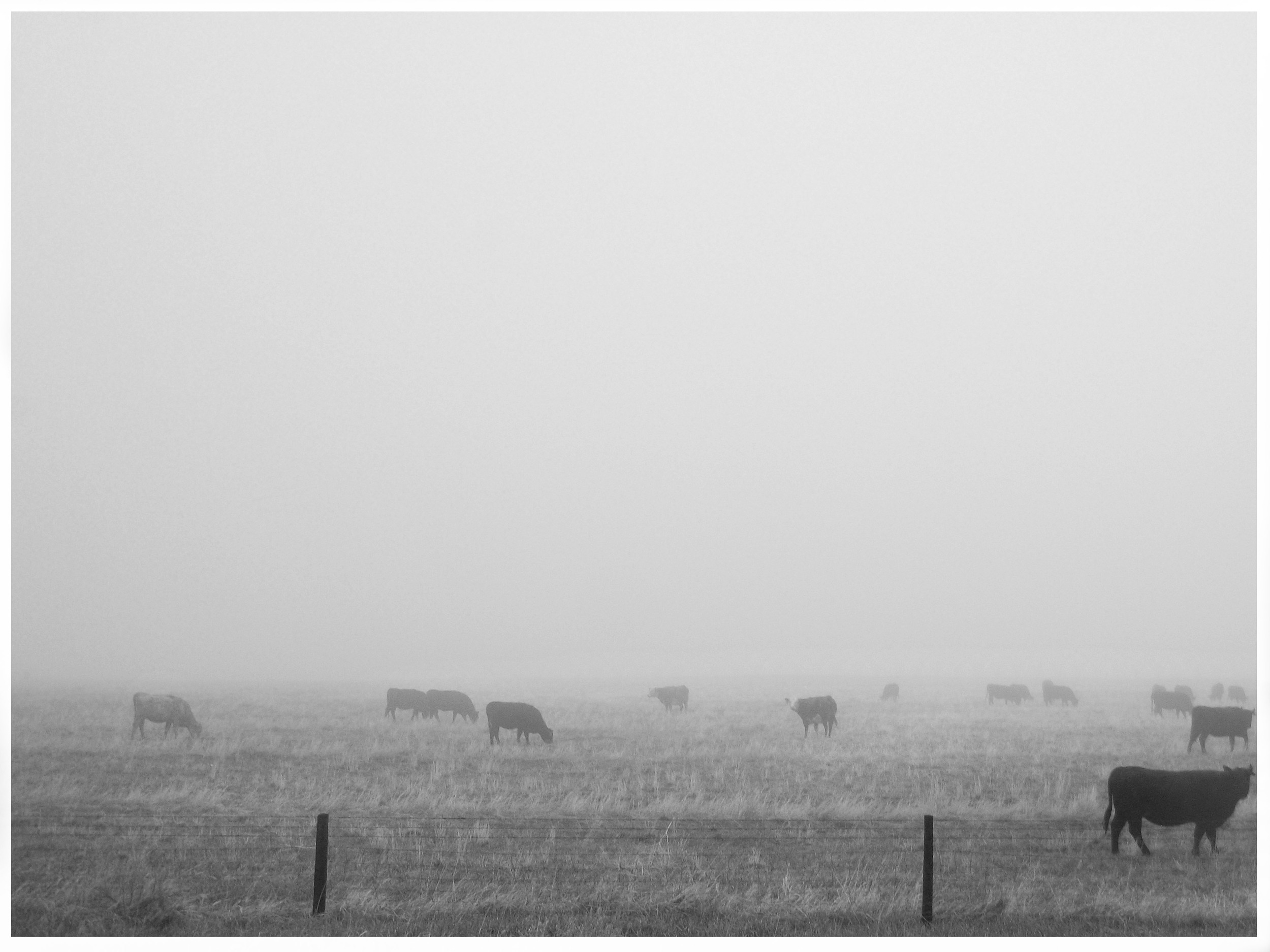 fog-herd.jpg