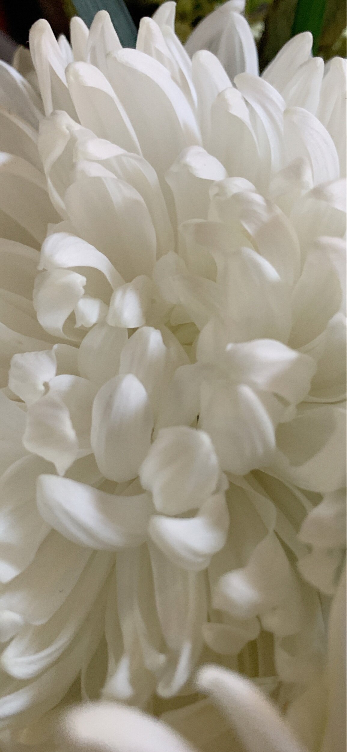 Flowers with Robert Mapplethorpe