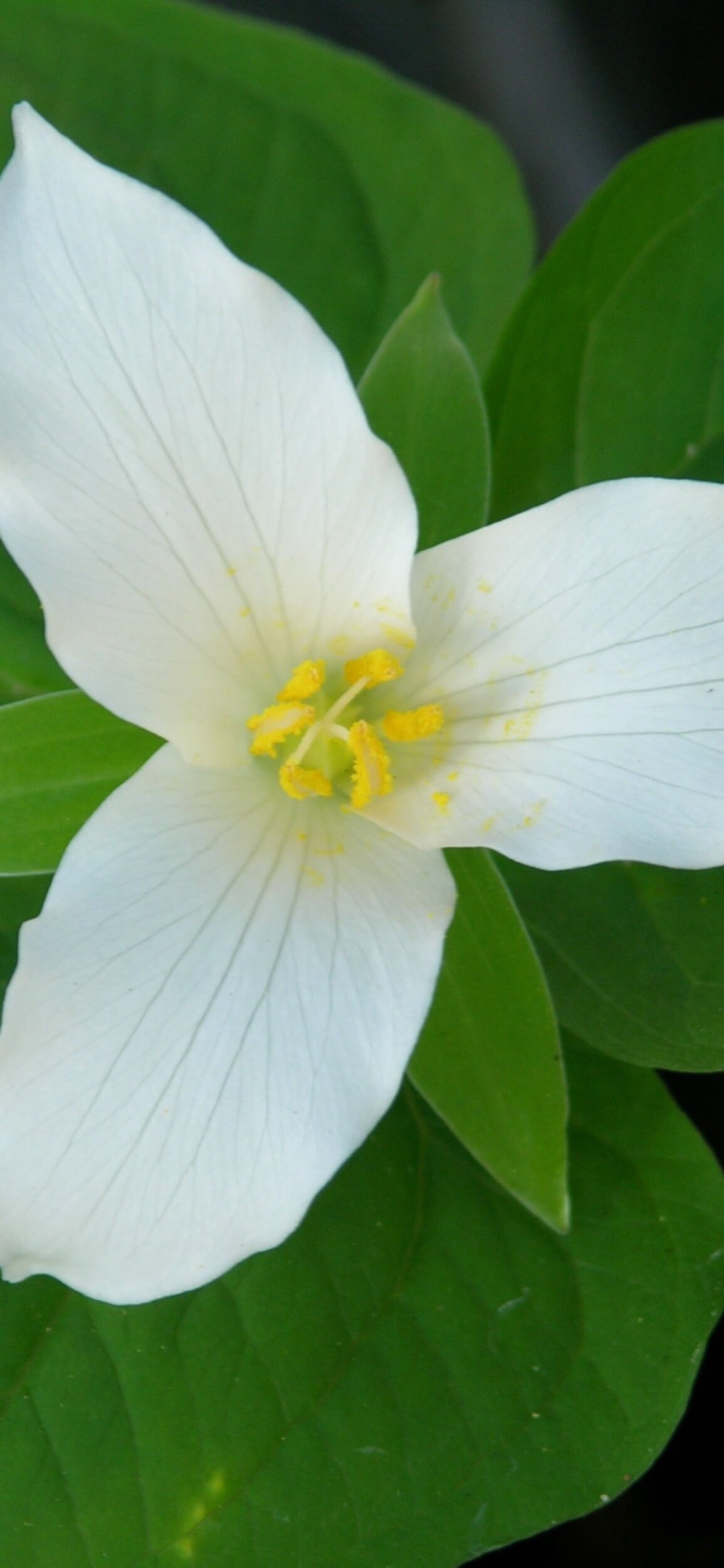 Flowers with Georgia O’Keeffe 