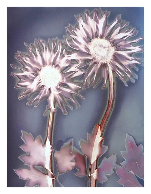 Gerberas