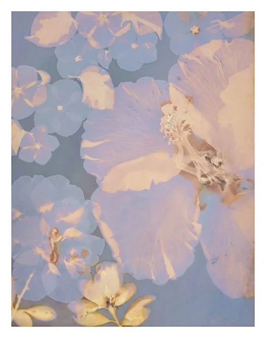 Hibiscus flowers