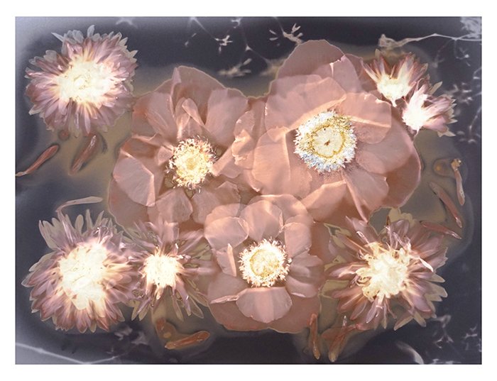 Anemonies and Chrysanthemums