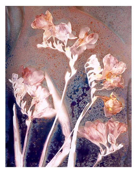 Friesias 2