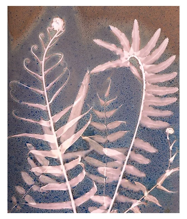 Ferns