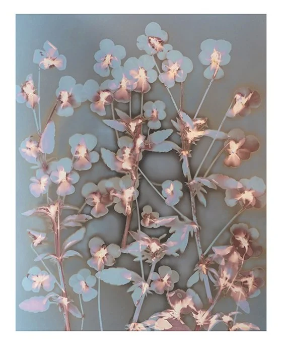 Violets