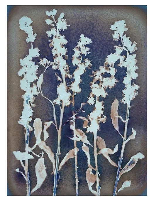 5 stems