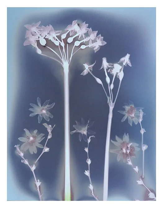 Jonquils