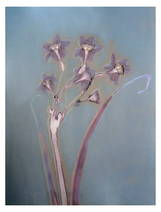 Single Jonquil Stem