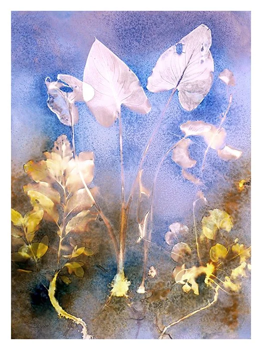 Lily Leaves