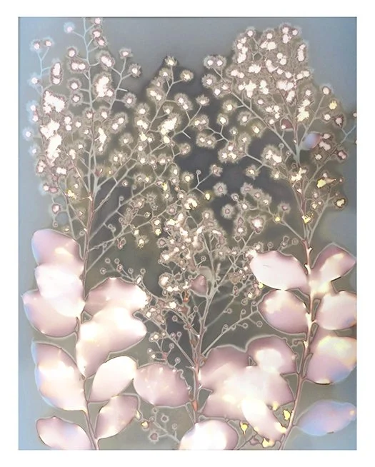 Smoke Bush