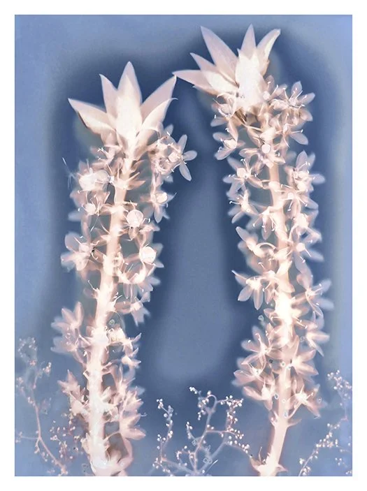 Grandma's pineapple lilies 2